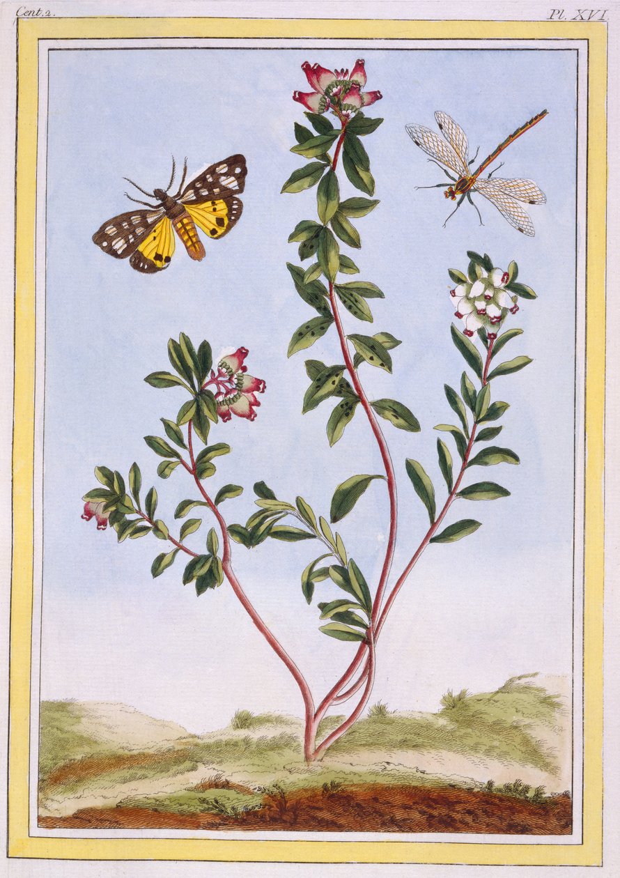 Le Petit arbousier des Alpes (Wrzos górski), ok. 1776 (rycina ręcznie kolorowana) autorstwa Pierre Joseph Buchoz