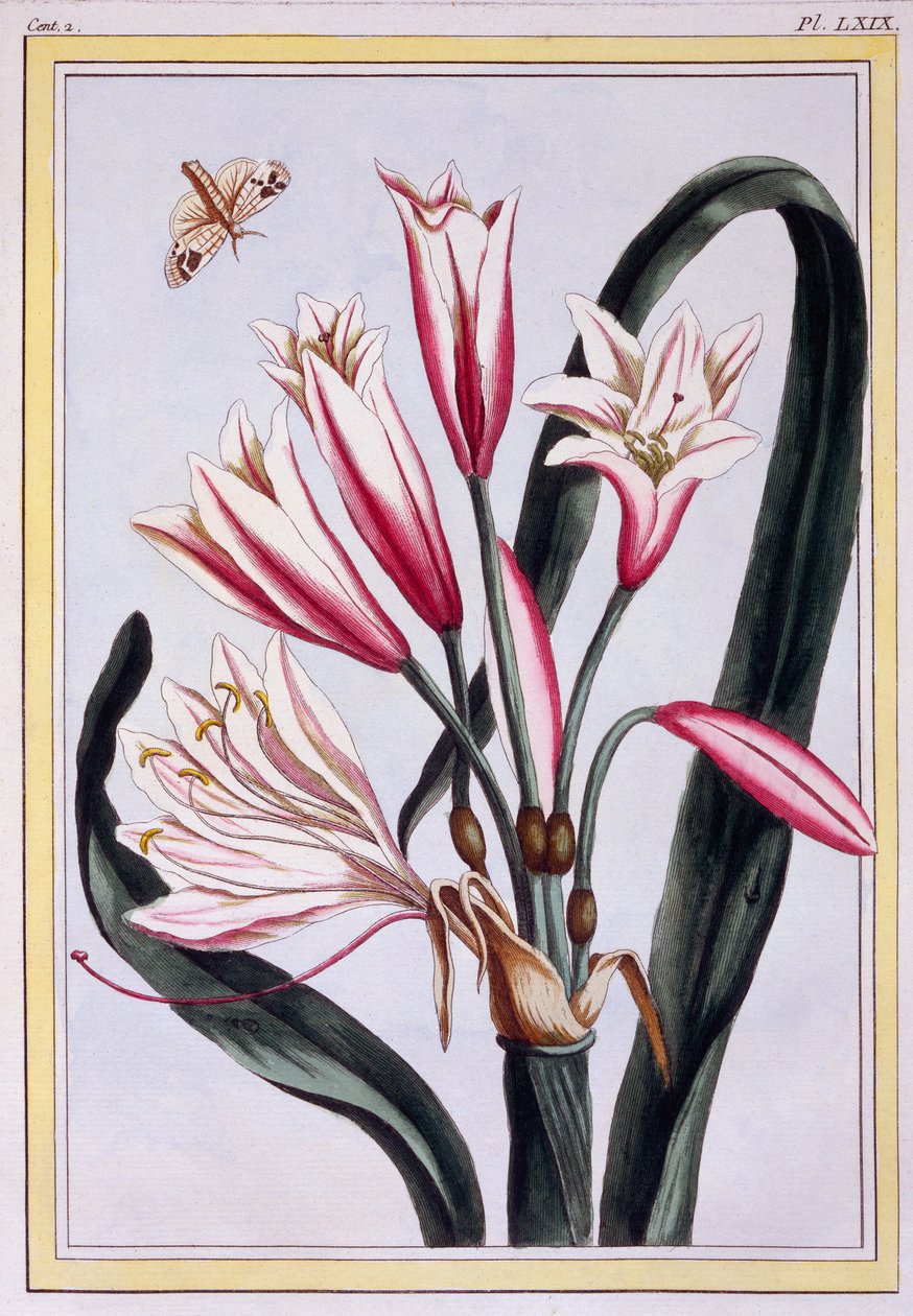 Amarylis długolistny, ok. 1776 (rycina ręcznie kolorowana) autorstwa Pierre Joseph Buchoz