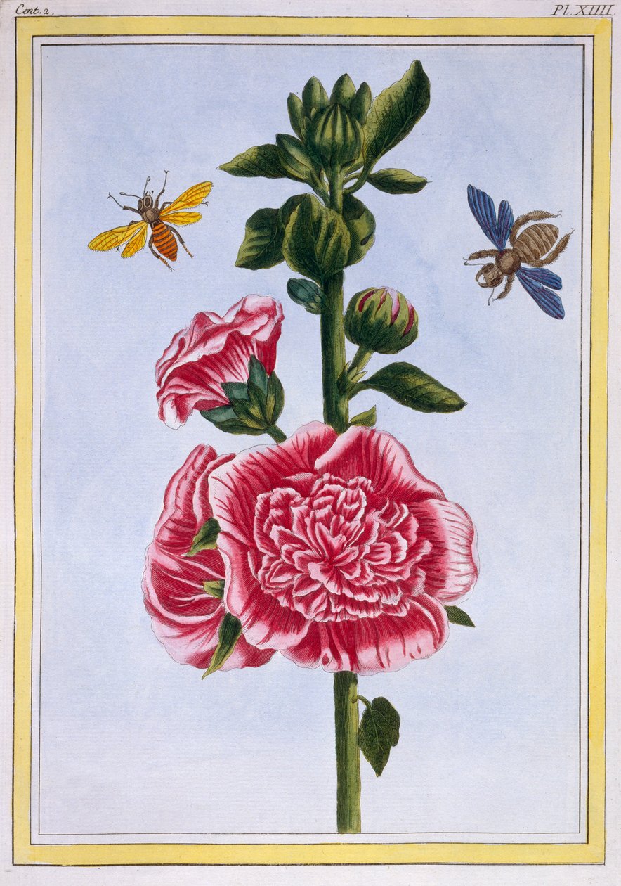 Passerose (malwa), ok.1776 (ręcznie barwiony grawerunek) autorstwa Pierre Joseph Buchoz