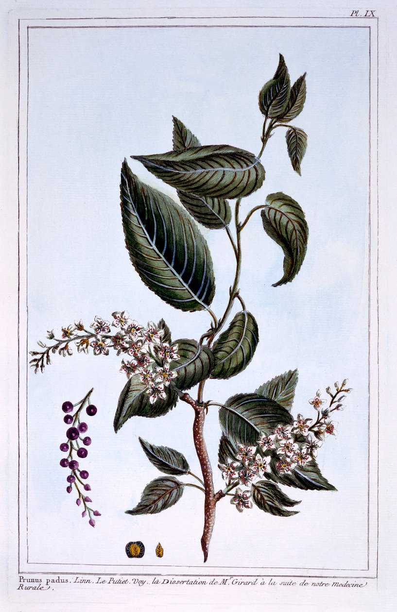 Prunus padus lub Bird Cherry, ilustracja z „Collection Precieuse et Enluminee Des Floura” Pierre