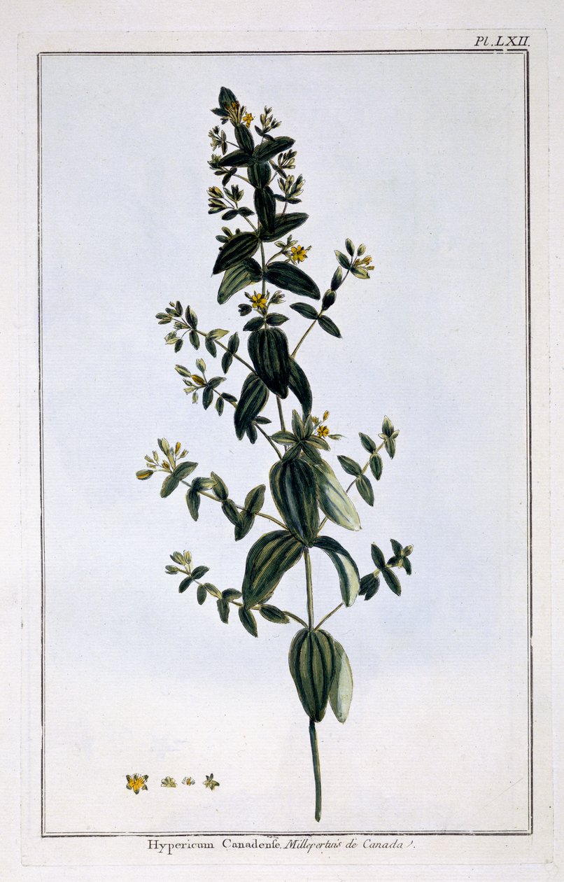Ziele dziurawca, tablica 62, z "Collection Precieuse et Enluminee", tom III (rycina kolorowa) autorstwa Pierre Joseph Buchoz