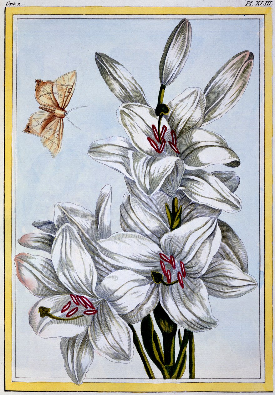 Wielka Biała Lilia, ok.1766 (ręcznie barwiony grawerunek) autorstwa Pierre Joseph Buchoz