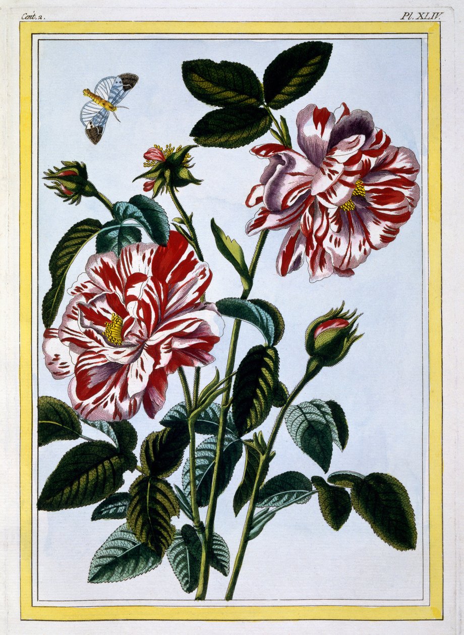 Różnobarwna Róża Anglii; prawdopodobnie w rzeczywistości Rosa Gallica, c.1766 (ręcznie barwiony grawerunek) autorstwa Pierre Joseph Buchoz
