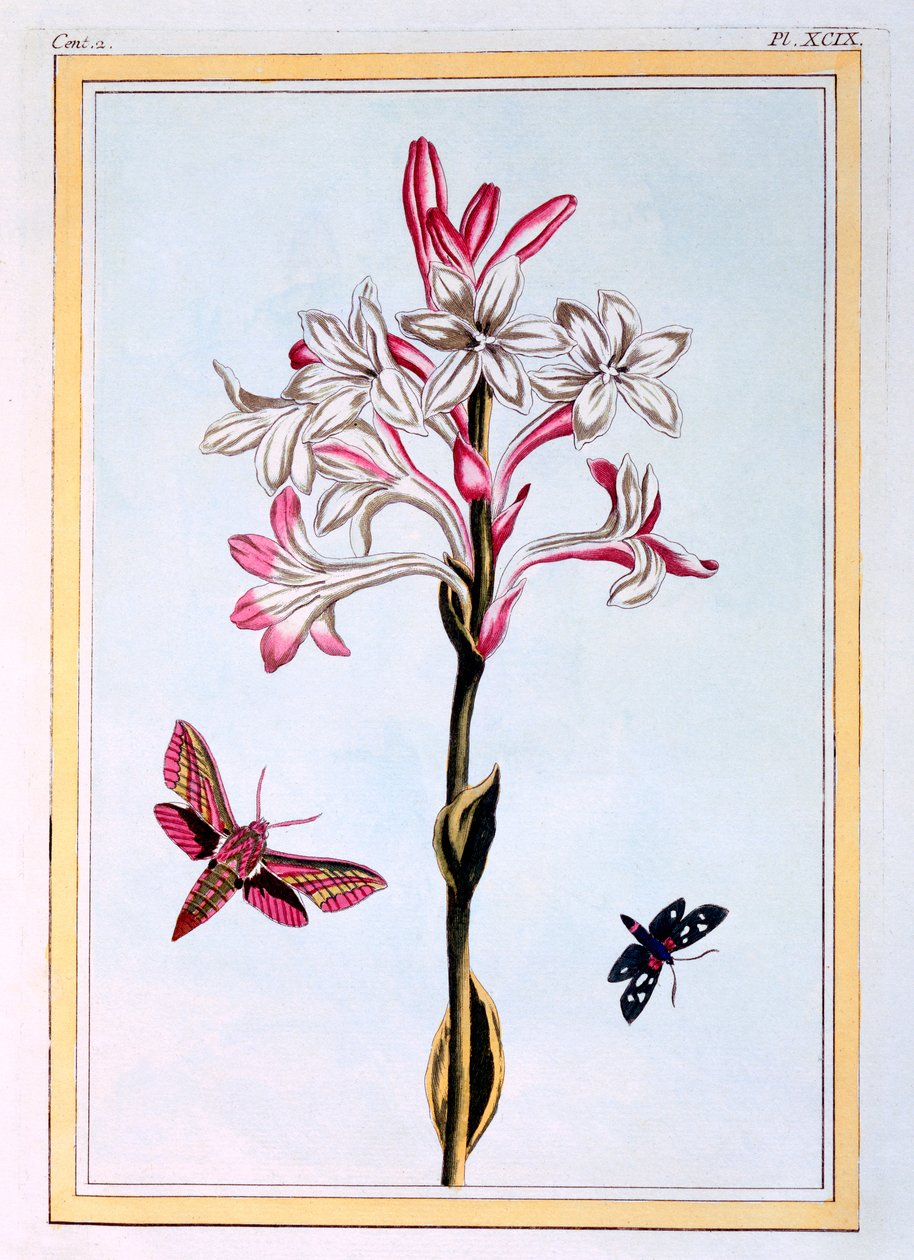 Tuberoza, ok. 1766 (rycina ręcznie kolorowana) autorstwa Pierre Joseph Buchoz