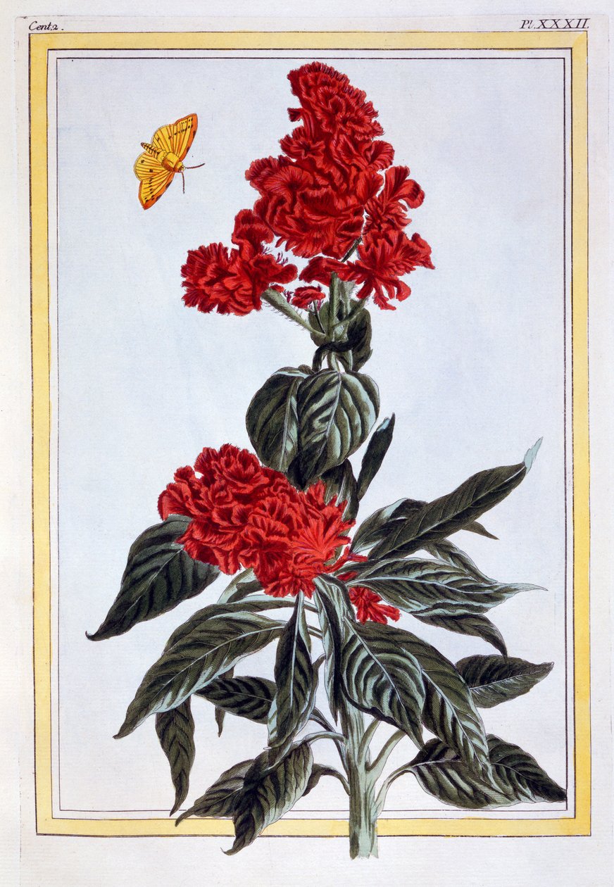 Odmiana amarantusa, ok. 1766 (rycina ręcznie kolorowana) autorstwa Pierre Joseph Buchoz