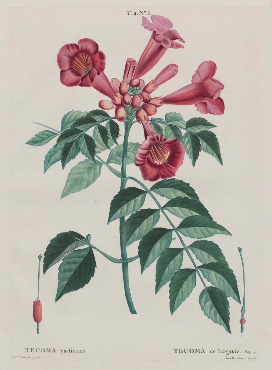 (Campsis radicans Wspinacz trąbkowy). (T. 2, nr ... autorstwa Pierre Joseph Redouté