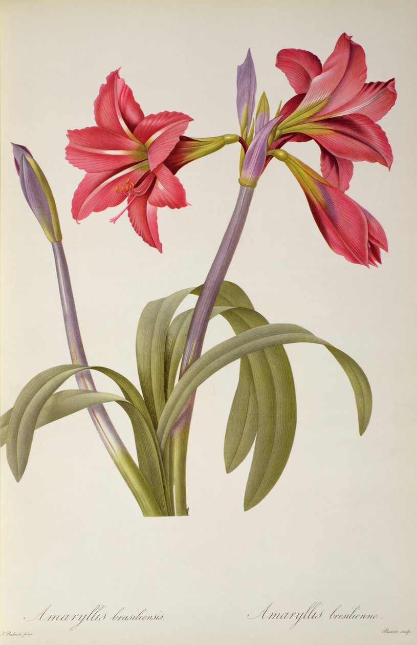Amaryllis Brasiliensis, z „Les Liliacees” Pierre