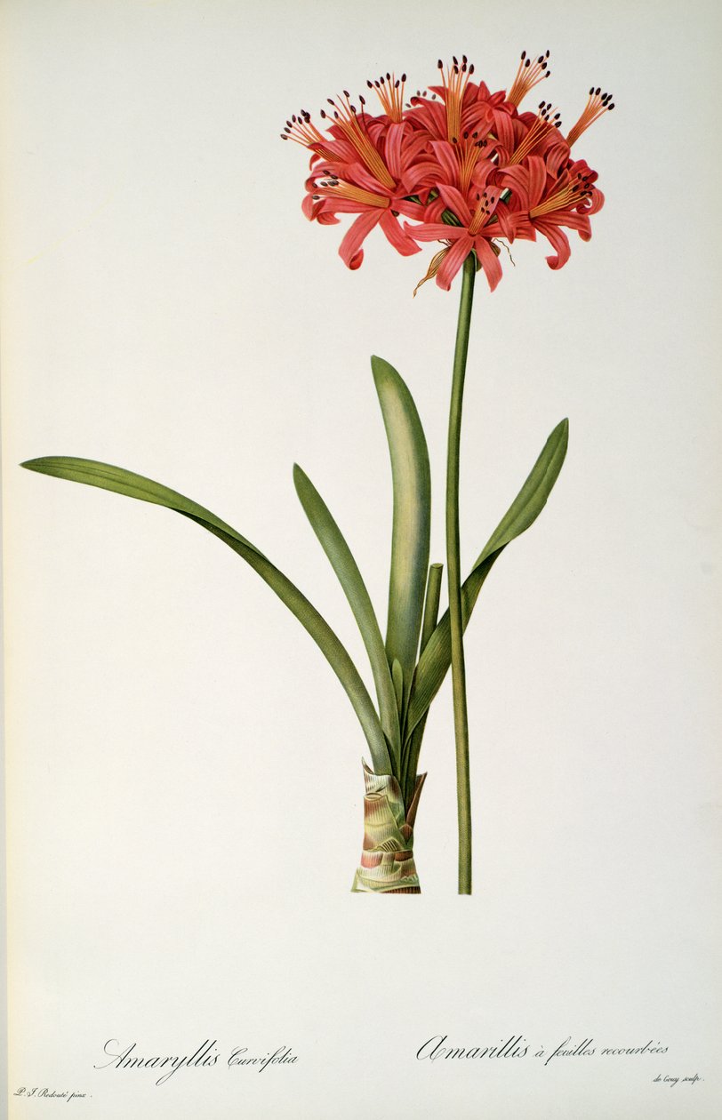Amaryllis Curvifolia, 1809, z „Les Liliacees” Pierre