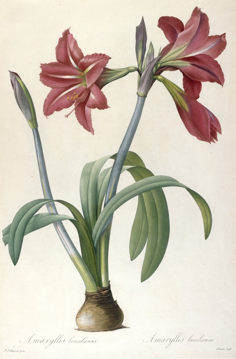 Amaryllis brasiliensis (brazylijski amarylis), 1816 autorstwa Pierre Joseph Redouté