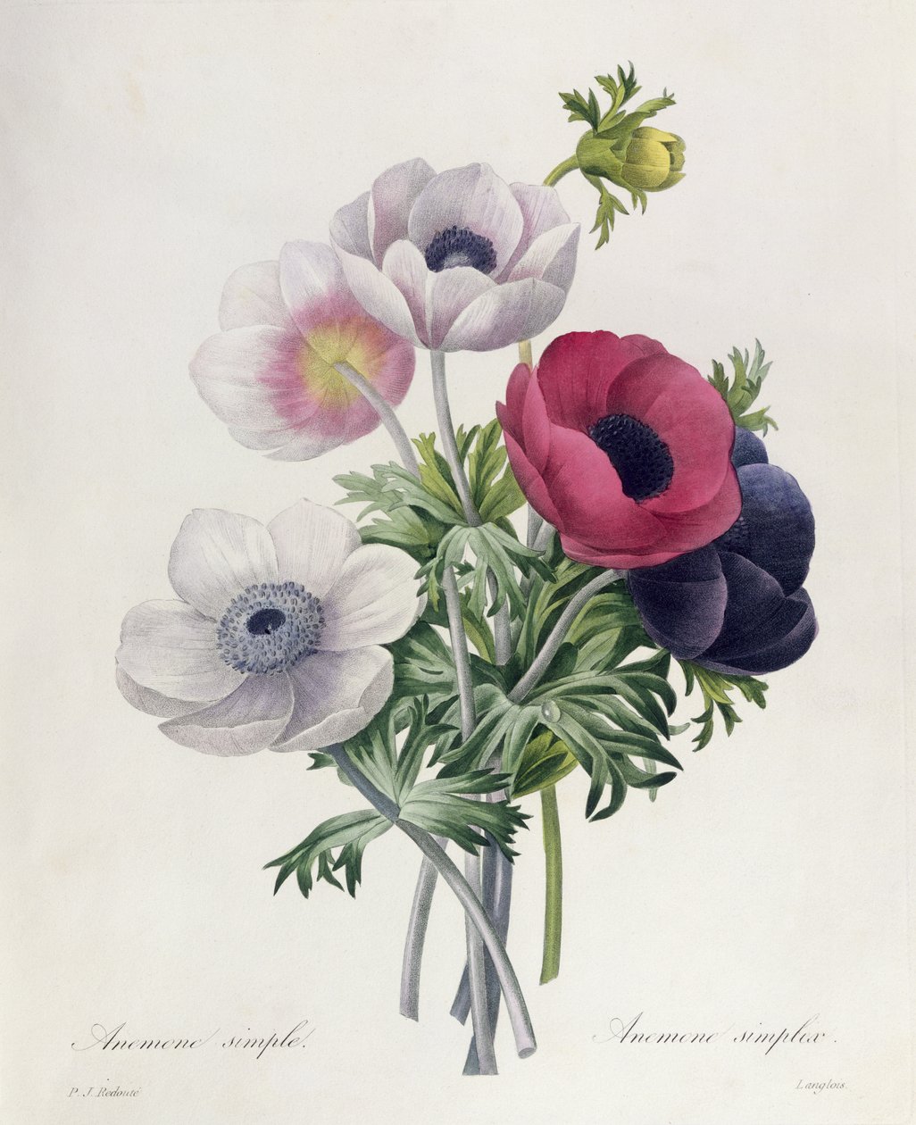 Anemone: Prosty, z „Wyborów najpiękniejszych kwiatów” autorstwa Pierre Joseph Redouté