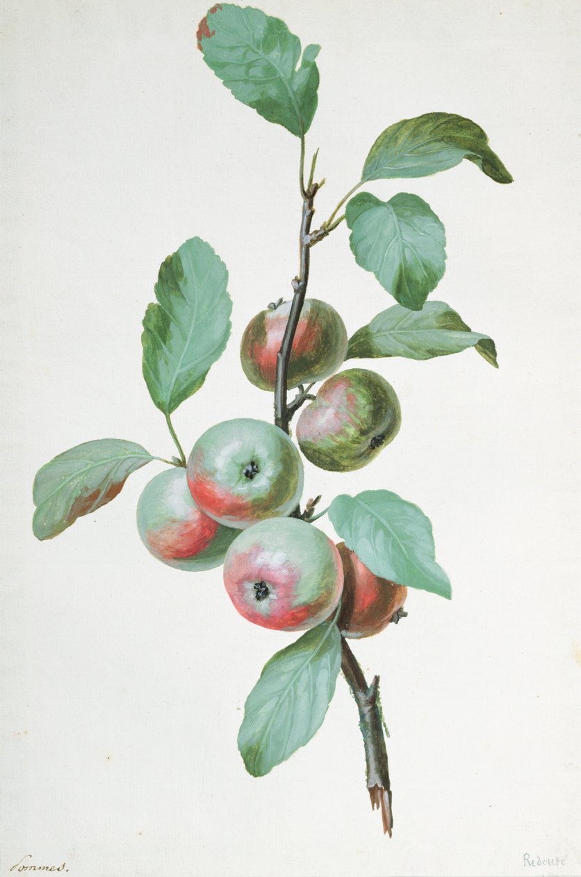 Jabłka autorstwa Pierre Joseph Redouté