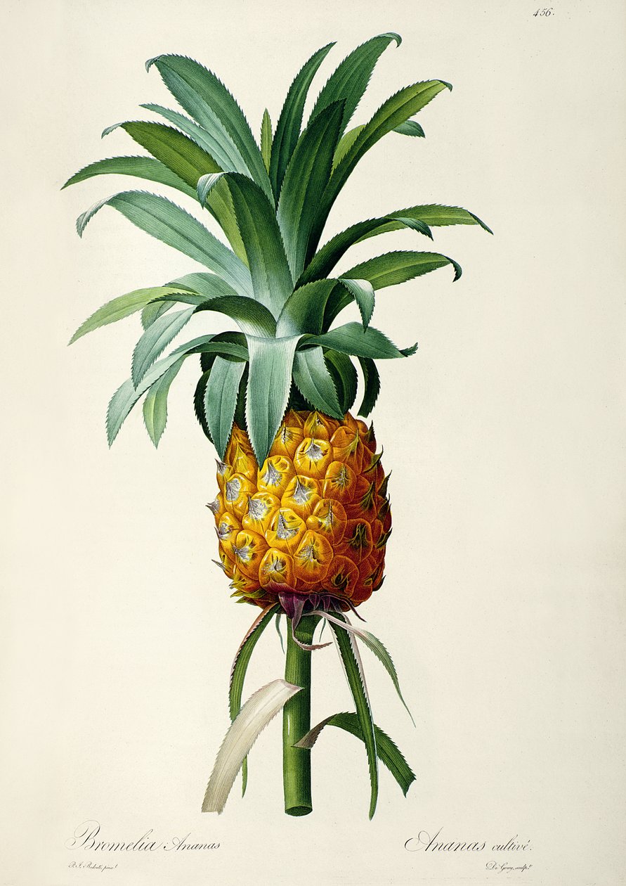 Ananas bromeliadowy, z 