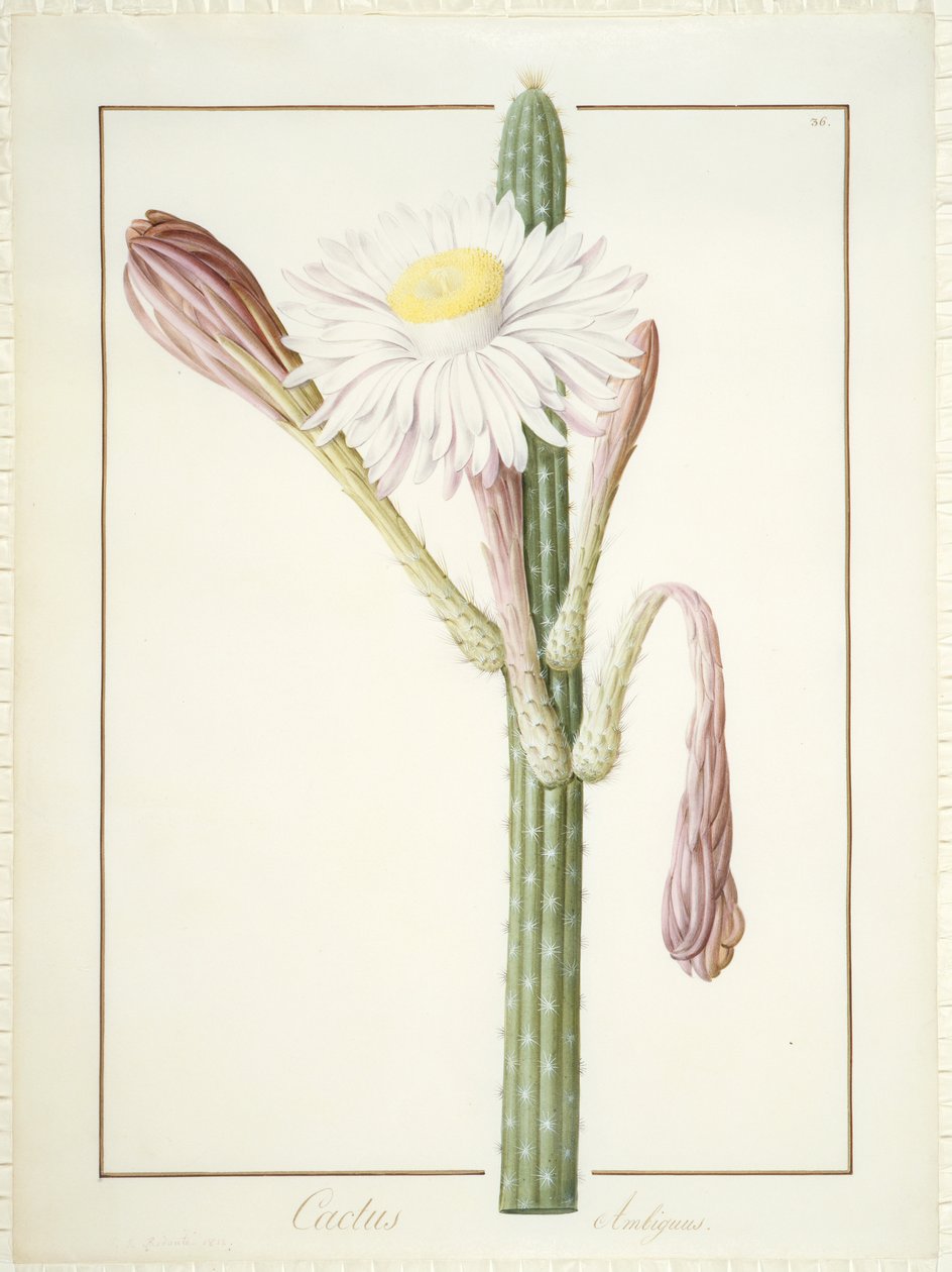 Cactus Ambiguus, 1812 (wc i kolor nadwozia nad grafitem na welinie) autorstwa Pierre Joseph Redouté