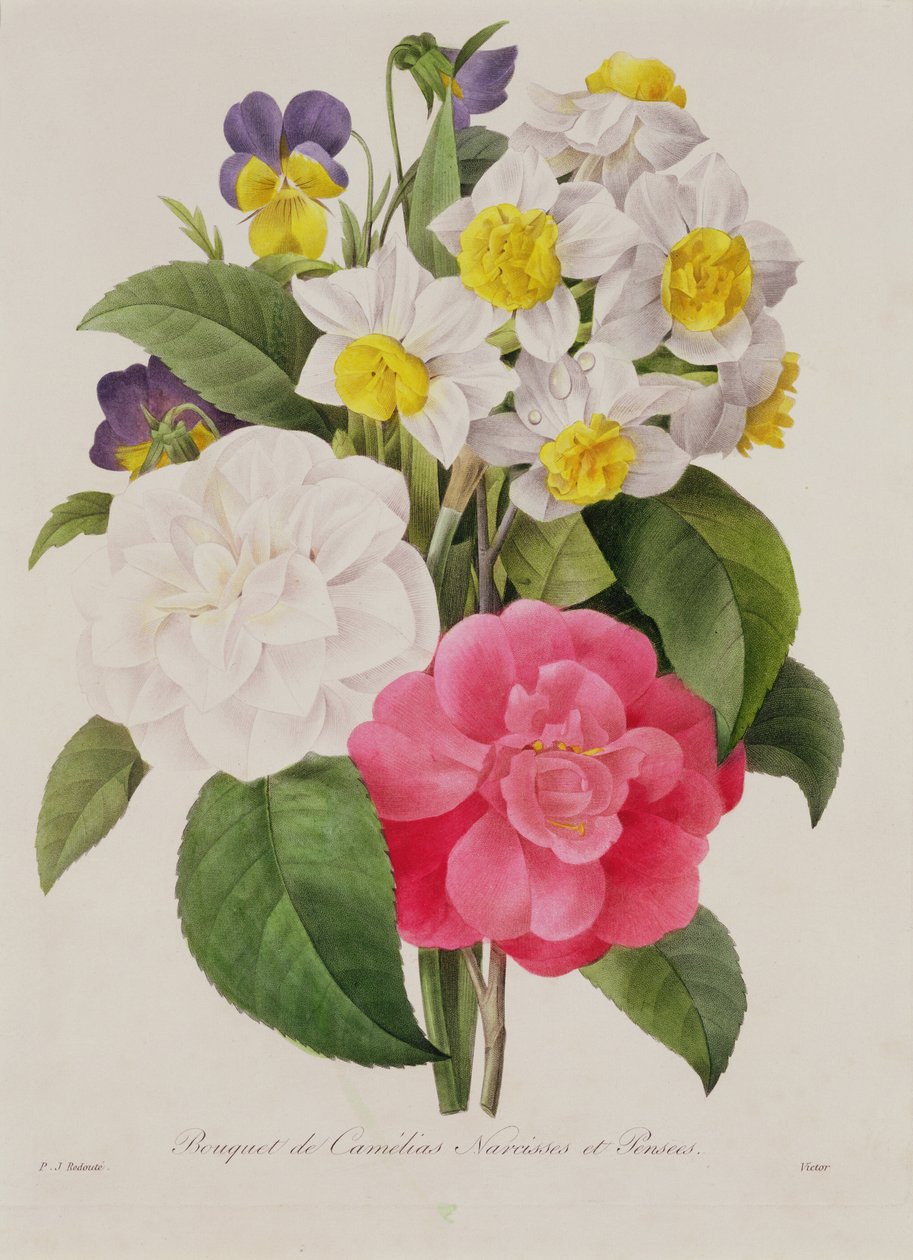 Kamelie, Narcyzy i Bratki, grawerowane przez Victora, wyd. 1827 (ręczne grawerowanie punktowe) autorstwa Pierre Joseph Redouté