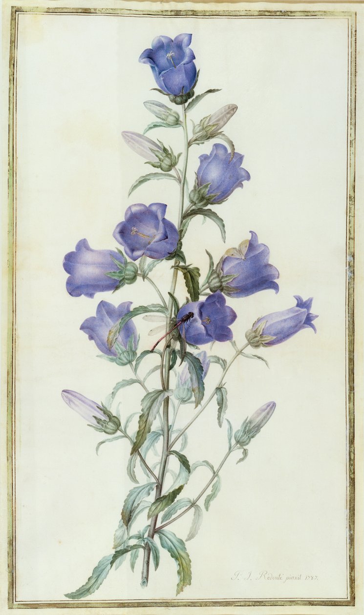 Dzwonek: Średni (dzwon Canterbury) 1787 autorstwa Pierre Joseph Redouté