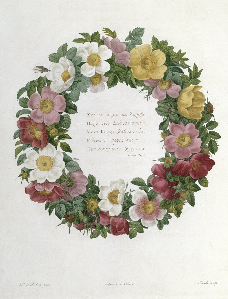 Róże bożonarodzeniowe autorstwa Pierre Joseph Redouté
