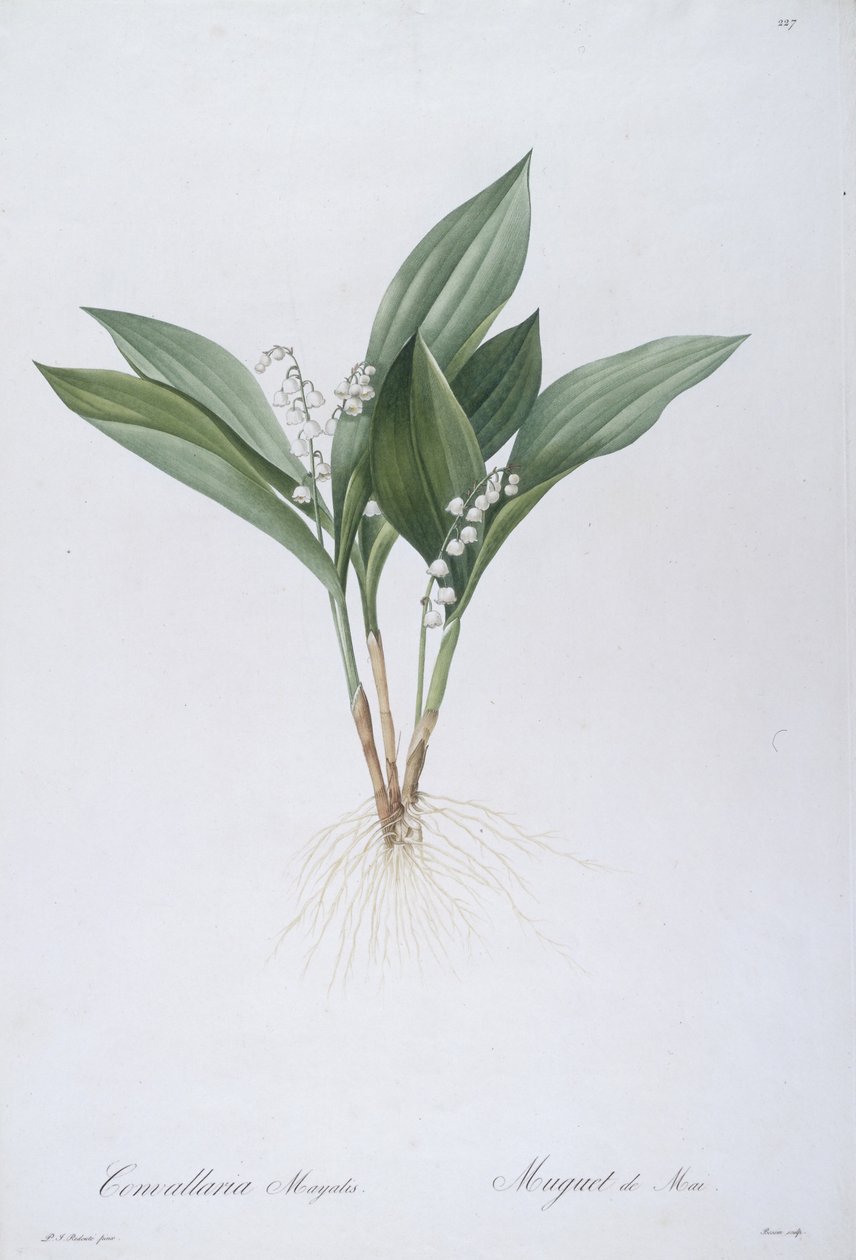Convallaria majalis (konwalia), 1808 autorstwa Pierre Joseph Redouté