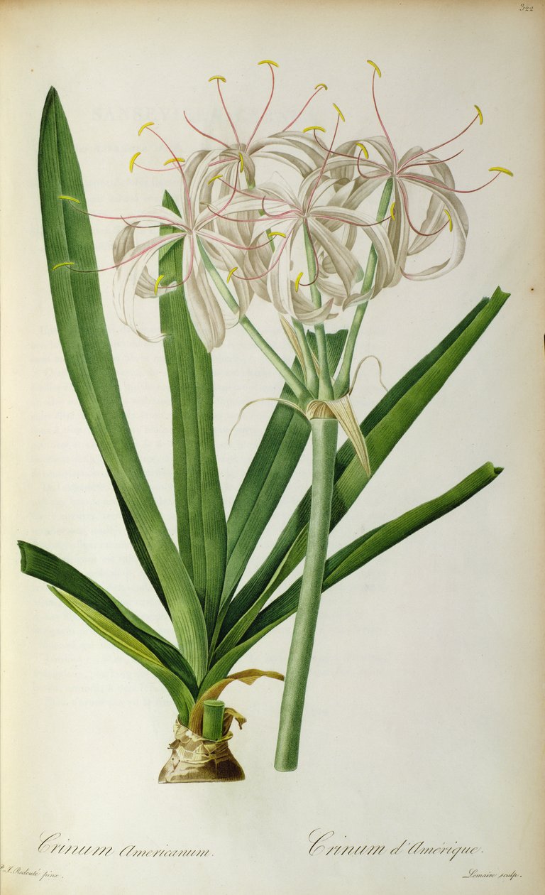 Crinum Americanum, z „Les Liliacees”, 1805-16 autorstwa Pierre Joseph Redouté