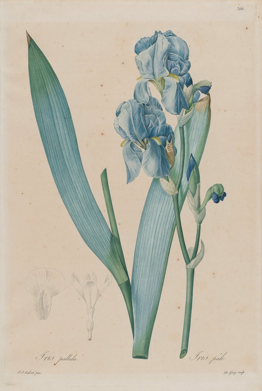 Irys dalmatyński (Iris pallida), płyta 366, obj. 7 Pierre-Joseph Redouté, Les Liliaceae, Paryż 18 ... autorstwa Pierre Joseph Redouté