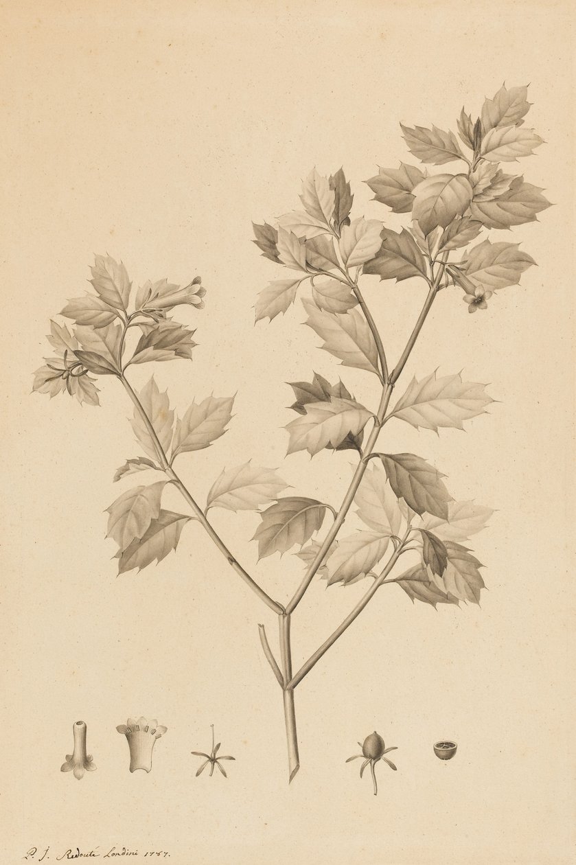 Desfonainia Spinosa, 1787 (pociągnięcie pędzla i szary wash na papierze, ułożone na karcie) autorstwa Pierre Joseph Redouté