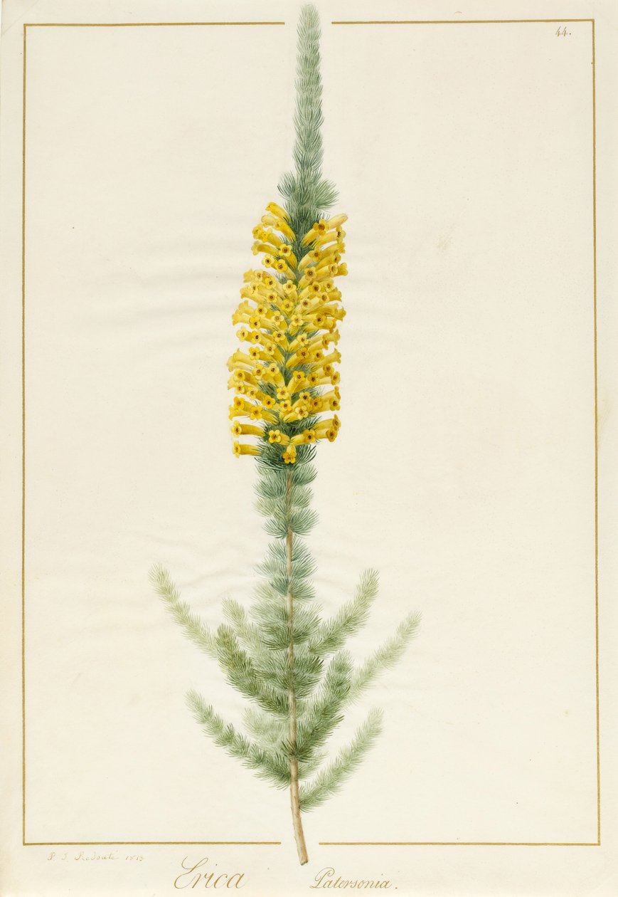 Erica Patersonia, 1813 (wc i kolor nadwozia nad grafitem na welinie) autorstwa Pierre Joseph Redouté