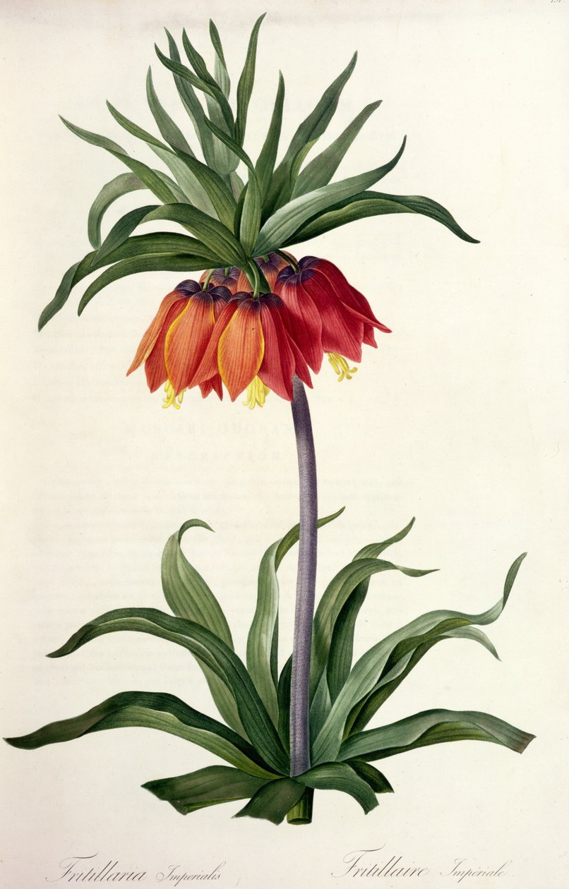 Fritillaria Imperialis z „Les Lilacees”, 1802-8 autorstwa Pierre Joseph Redouté