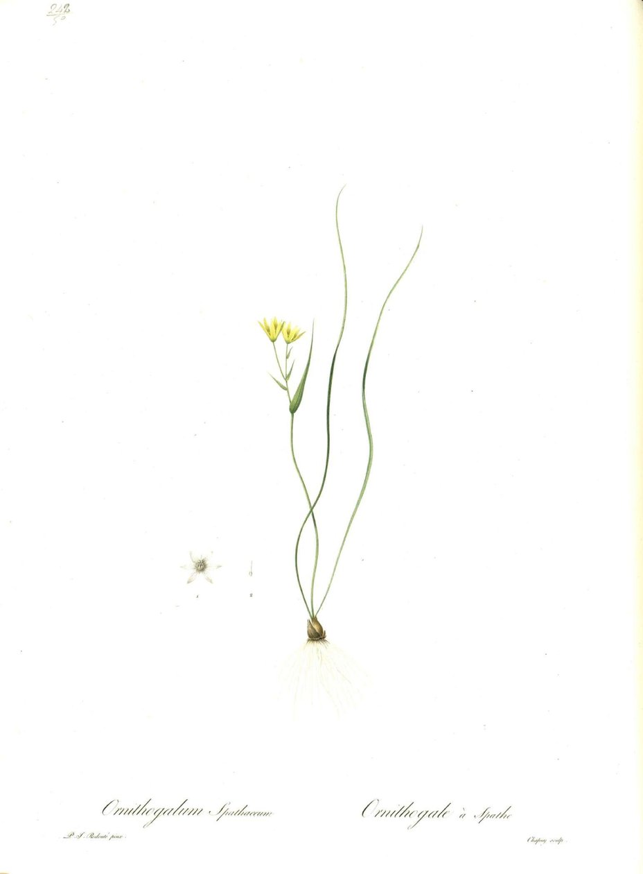 Ilustracja Gagea spathacea (oryg. Ornithogalum spathaceum) autorstwa Pierre Joseph Redouté