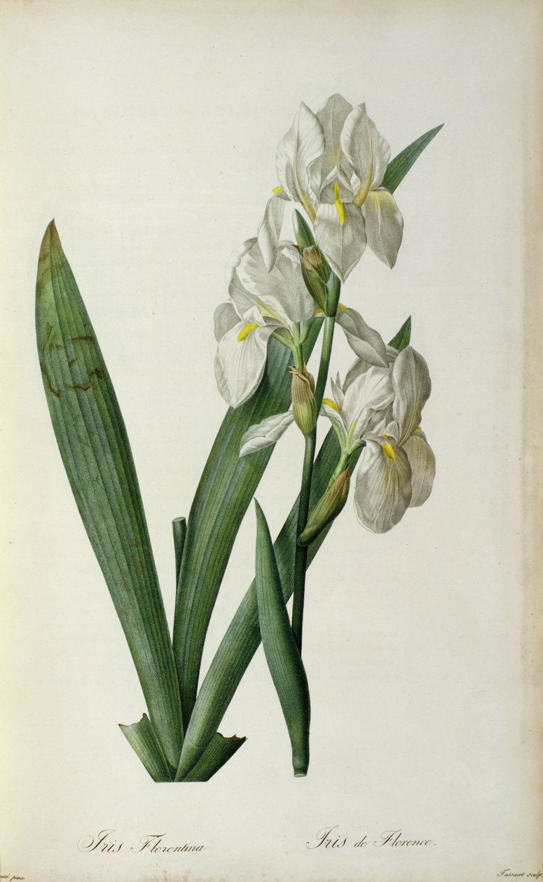 Iris Florentina, z `Les Liliacees