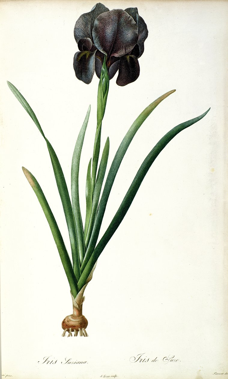 Iris Luxiana, z „Les Liliacees”, 1805 autorstwa Pierre Joseph Redouté