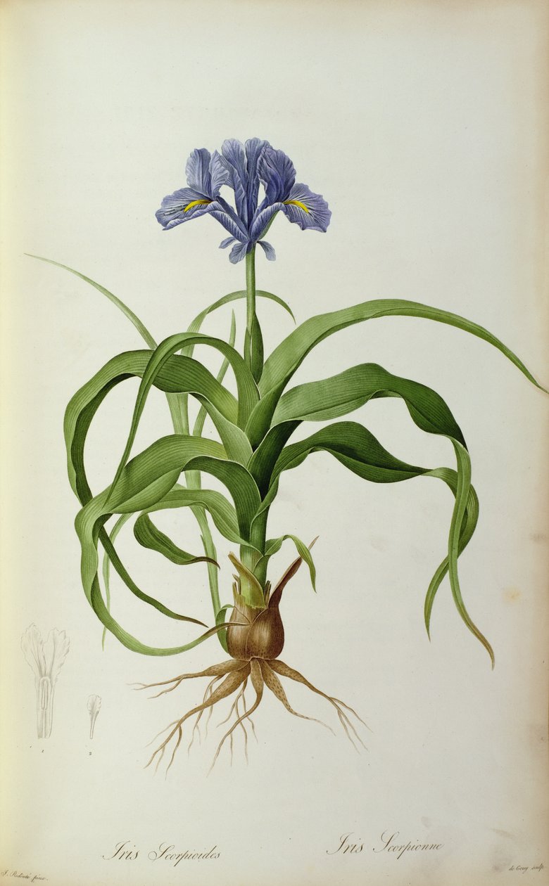 Iris Scorpioides, z „Les Liliacees”, 1805 autorstwa Pierre Joseph Redouté