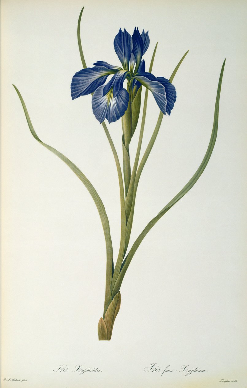 Iris Xyphioides, z „Les Liliacees”, 1808 autorstwa Pierre Joseph Redouté