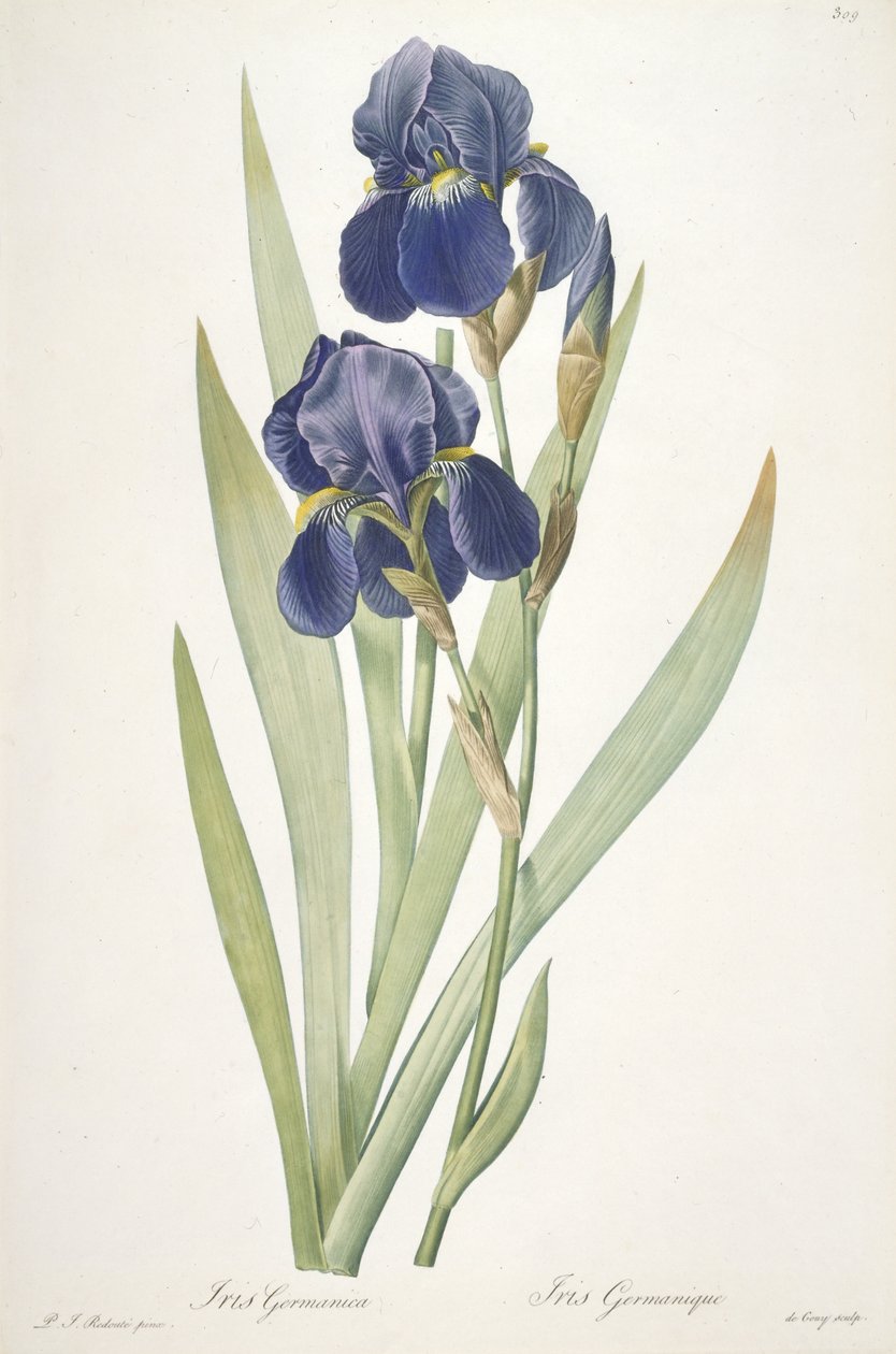Iris germanica (kosaciec brodaty), 1812 autorstwa Pierre Joseph Redouté