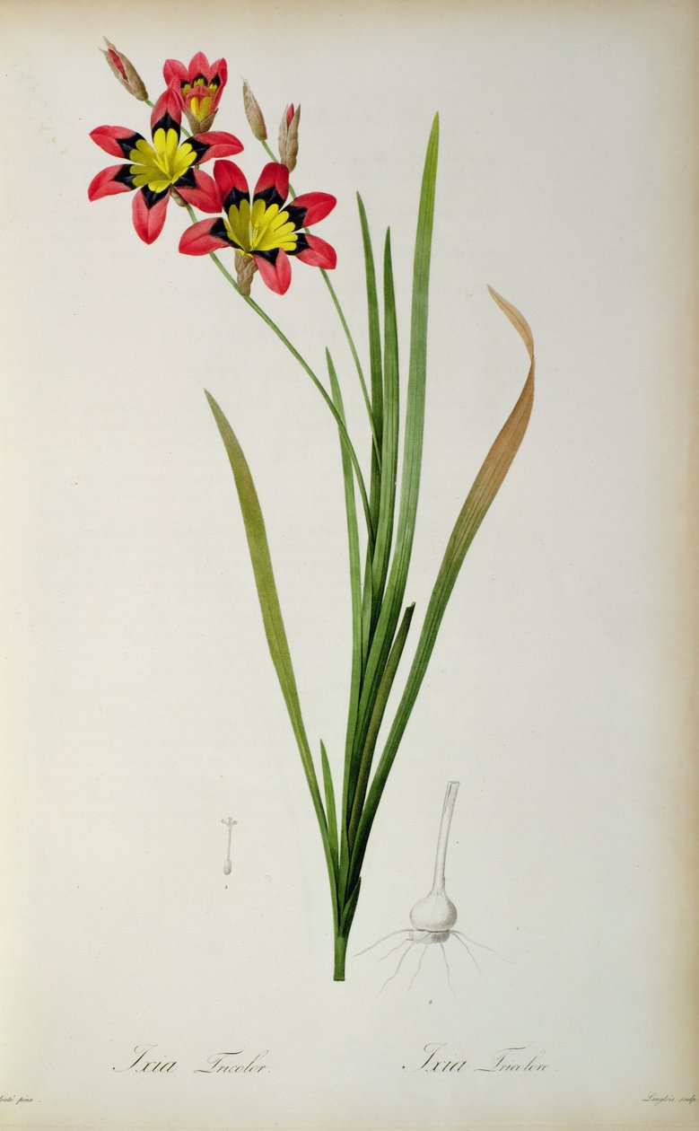 Ixia Tricolor, z „Les Liliacees”, 1805 autorstwa Pierre Joseph Redouté