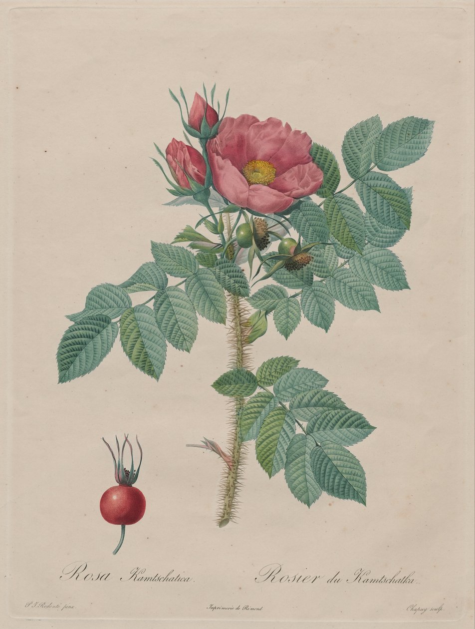 Kamczatka Rose (Rosa Kamtschatica), z Redouté, Les Roses, Paryż, 1817-1824 autorstwa Pierre Joseph Redouté