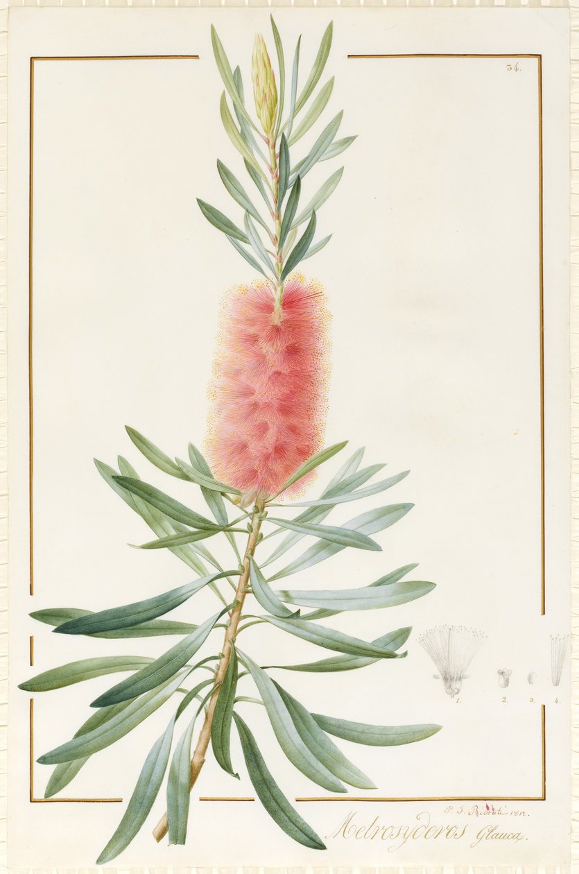 Metrosyderos Glauca, 1812 (wc i kolor nadwozia na graficie na welinie) autorstwa Pierre Joseph Redouté
