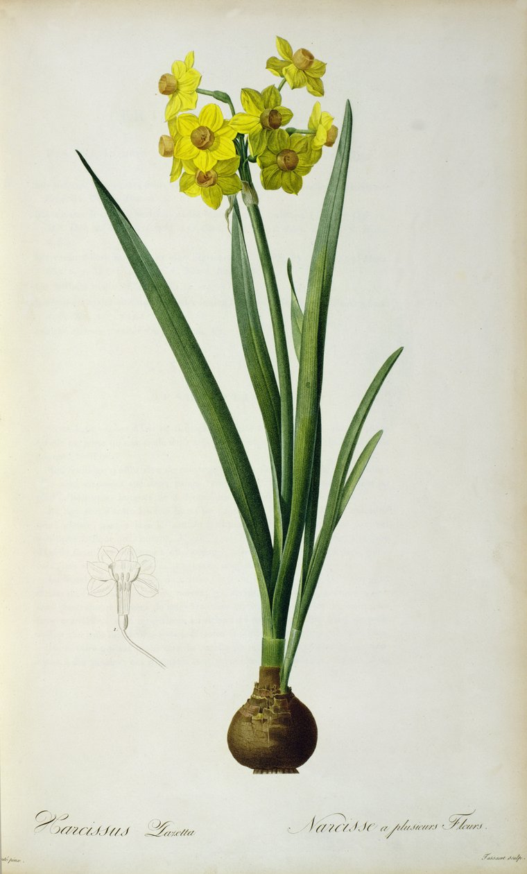 Нарциссус Лазетта, Кристоф Якоб Трьюгийн (1695-1769) "Plantae Selectae" номноос, хэвлэгдсэн 175-53 autorstwa Pierre Joseph Redouté