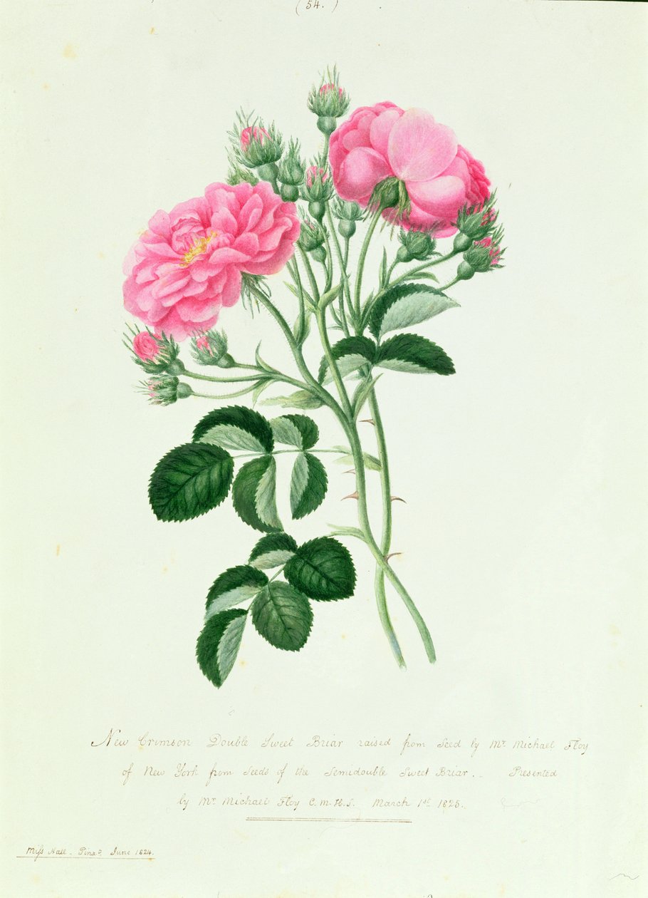 New Crimson Double Sweet Briar of New York autorstwa Pierre Joseph Redouté