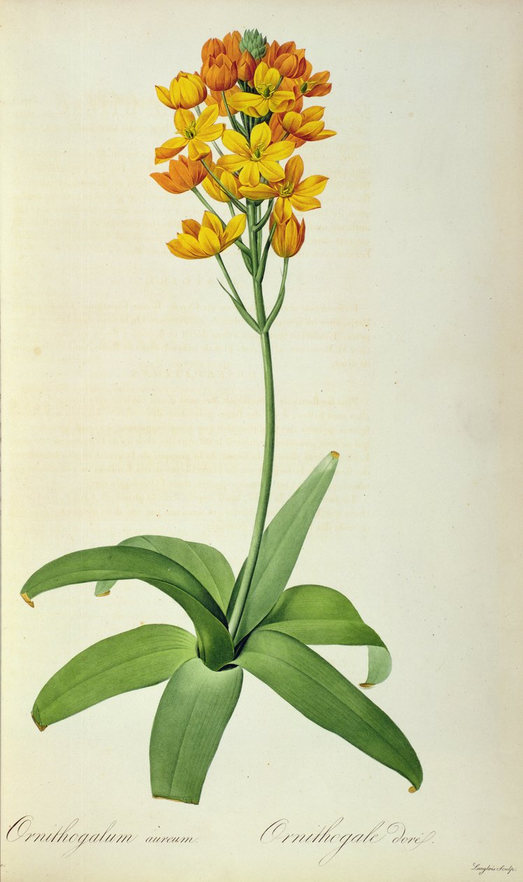 Ornithogalum Aureum, z `Les Liliacees