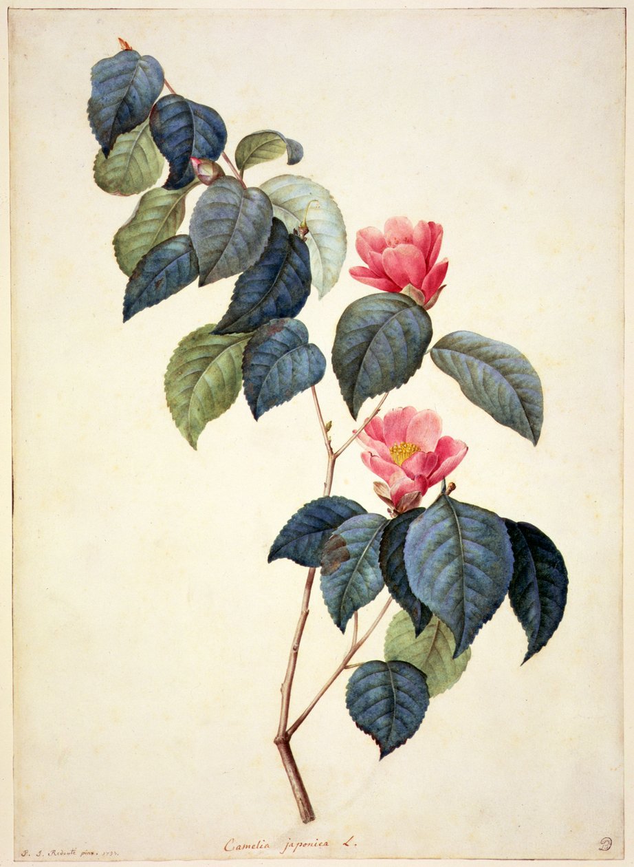 PD.21-1960 Camellia Japonica, 1793 autorstwa Pierre Joseph Redouté