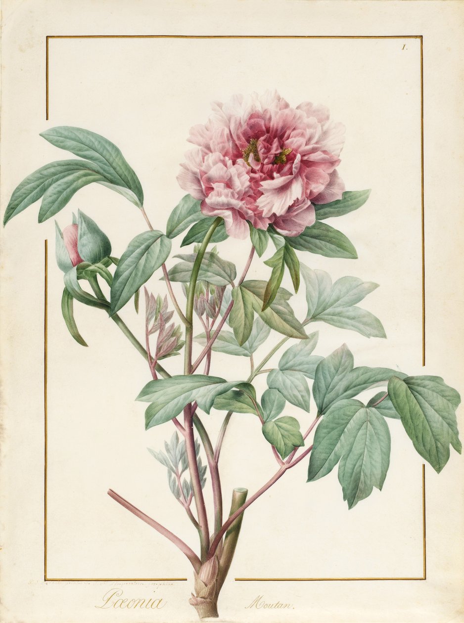Paeonia Montan (grafit i wc na papierze welinowym) autorstwa Pierre Joseph Redouté