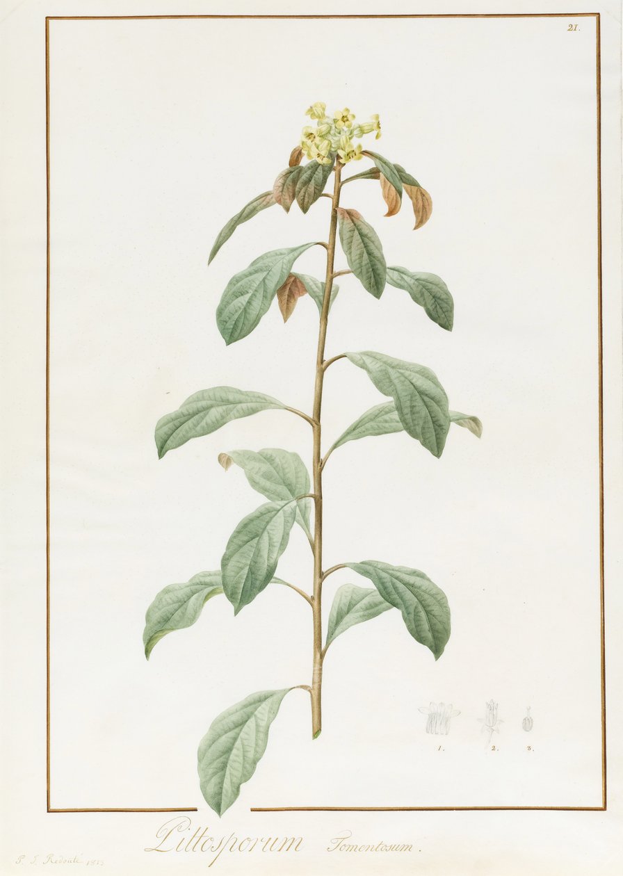 Paeonia Moutan var. B. Paeonia Suffruticosa, 1812 (wc z gumą arabską nad śladami grafitu na papierze welinowym) autorstwa Pierre Joseph Redouté