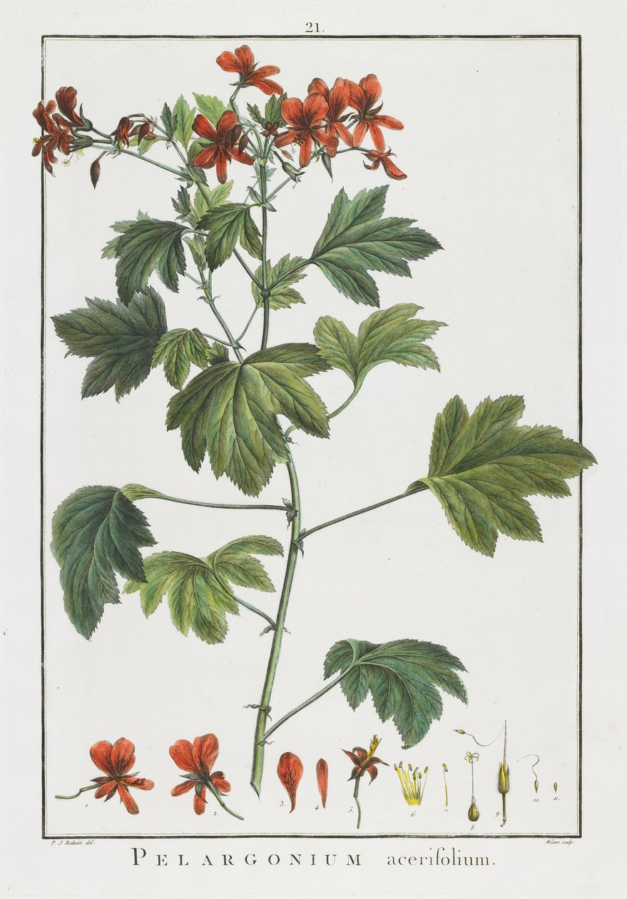Pelargonium acerifolium, z Geraniologii, czyli z historii Erodii, Pelargoni, Monsonii i Grieli, ilustrowanej ikonami, 1787-1788 autorstwa Pierre Joseph Redouté