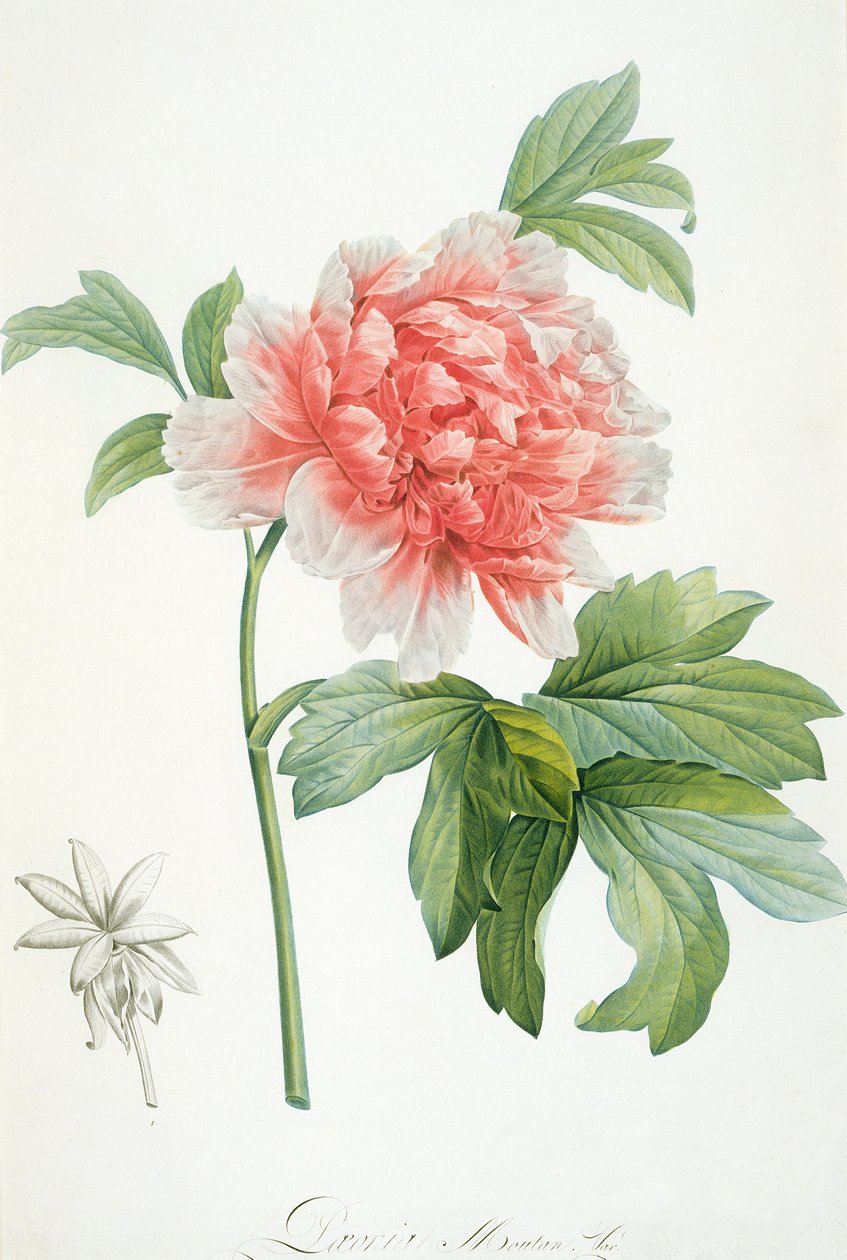 Piwonia, 1799 (kolorowy nadruk punktowy) autorstwa Pierre Joseph Redouté