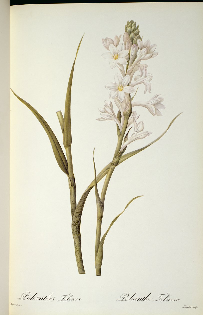 Polianthes Tuberosa, z „Les Liliacees”, 1806 autorstwa Pierre Joseph Redouté