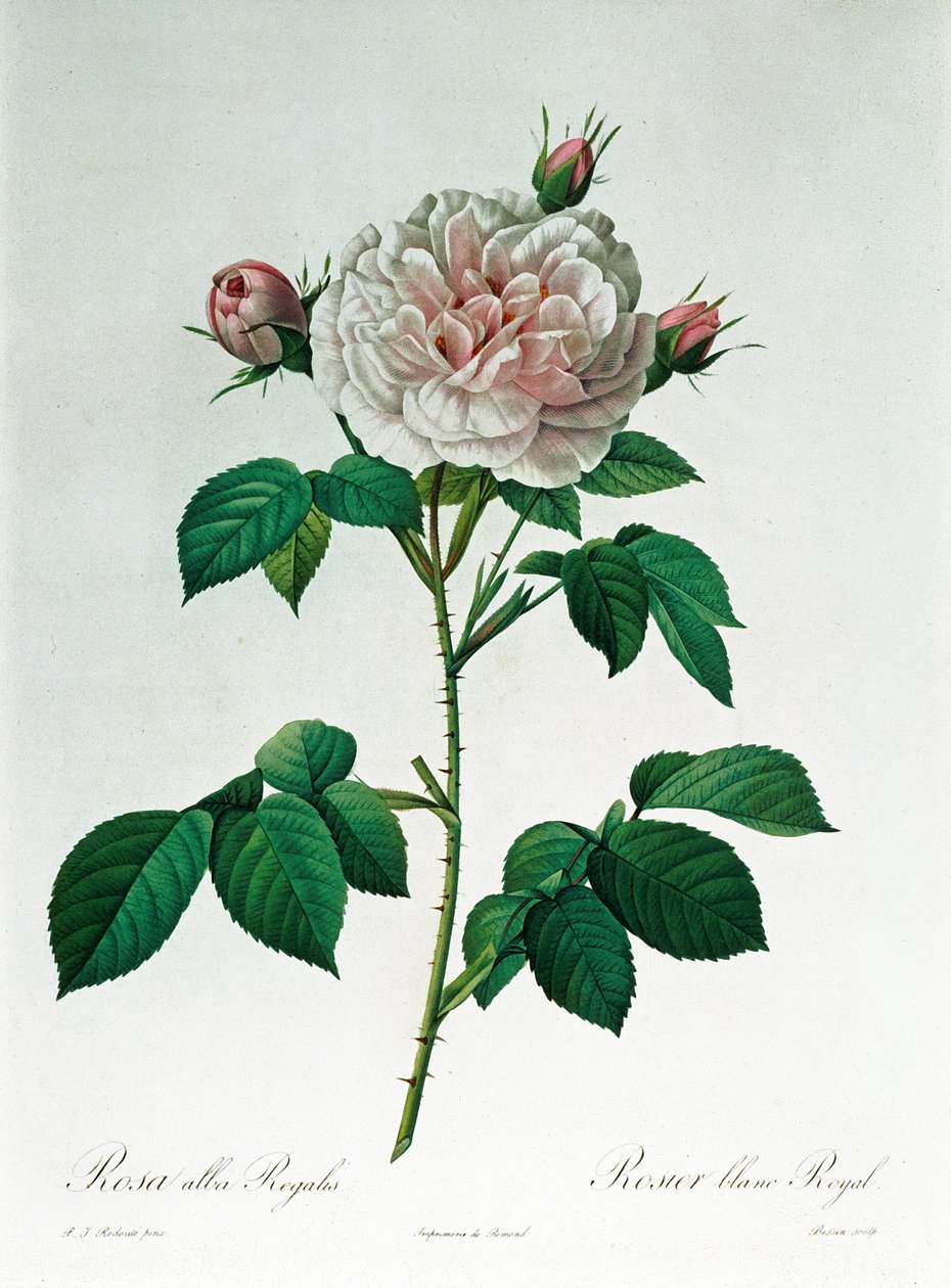 Rosa Alba Regalis, grawerowane przez Bessin autorstwa Pierre Joseph Redouté