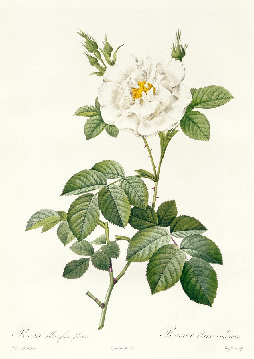Rosa Alba flore pleno autorstwa Pierre Joseph Redouté