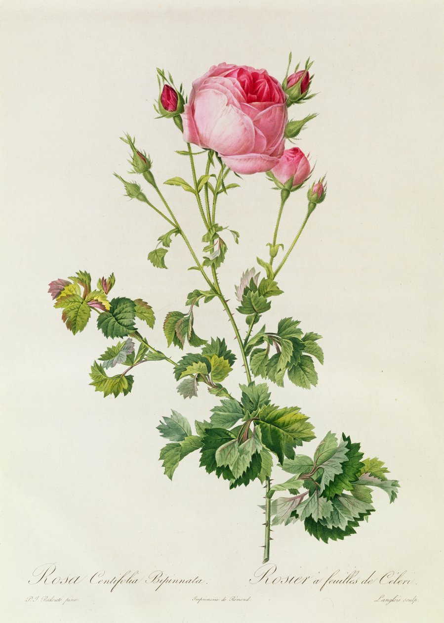 Rosa Centifolia Bipinnata autorstwa Pierre Joseph Redouté