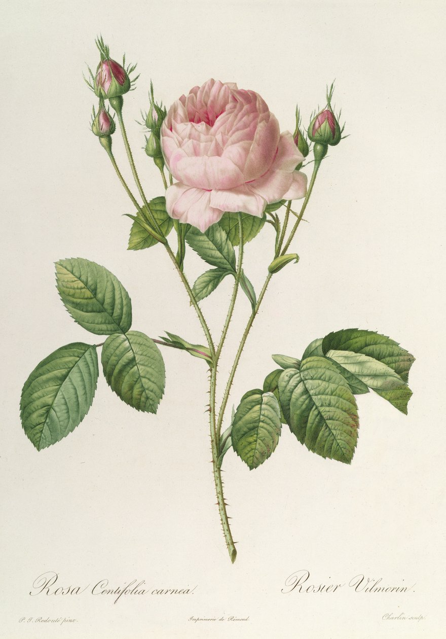 Rosa Centifolia Carnea, z „Les Roses”, XIX w. autorstwa Pierre Joseph Redouté