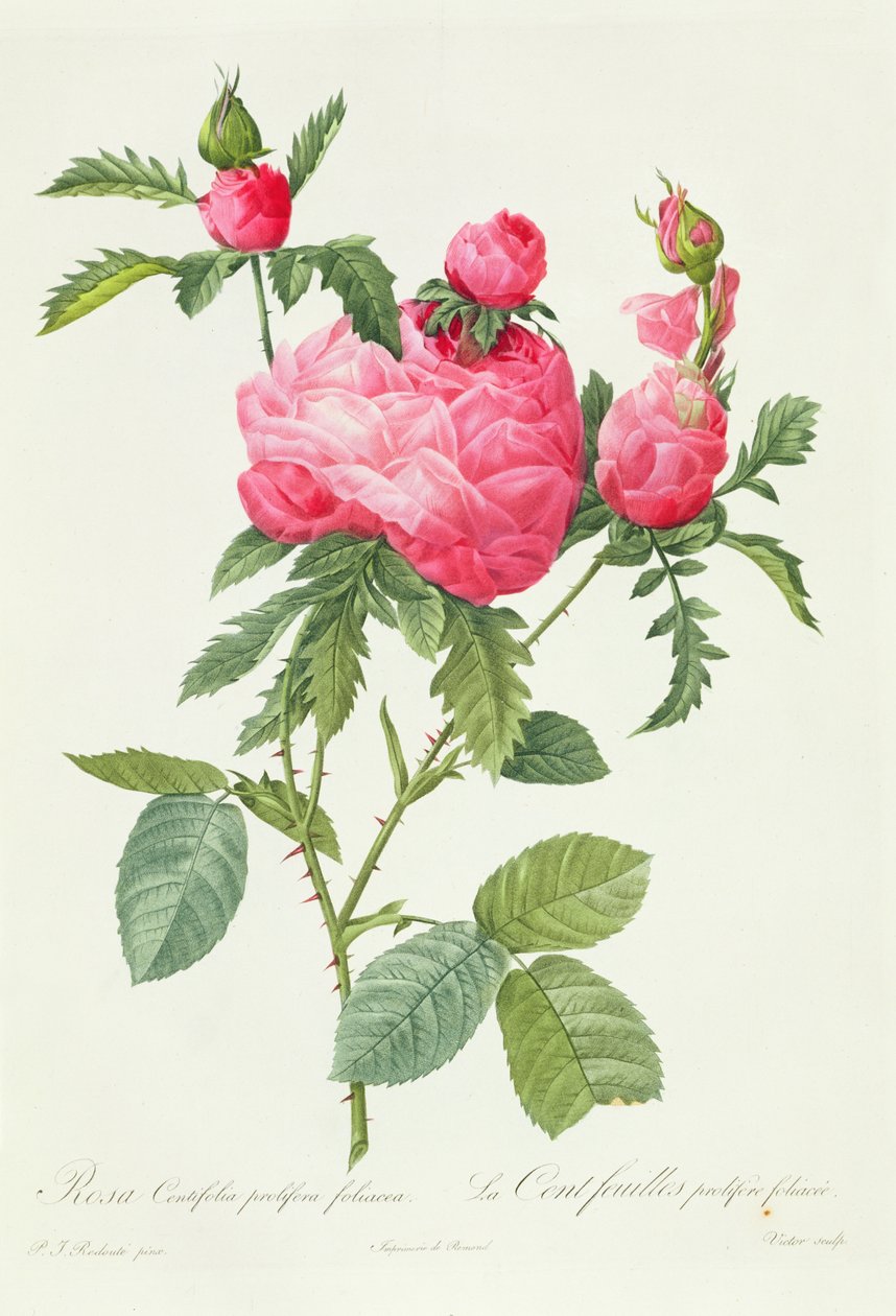 Rosa Centifolia Prolifera Foliacea autorstwa Pierre Joseph Redouté