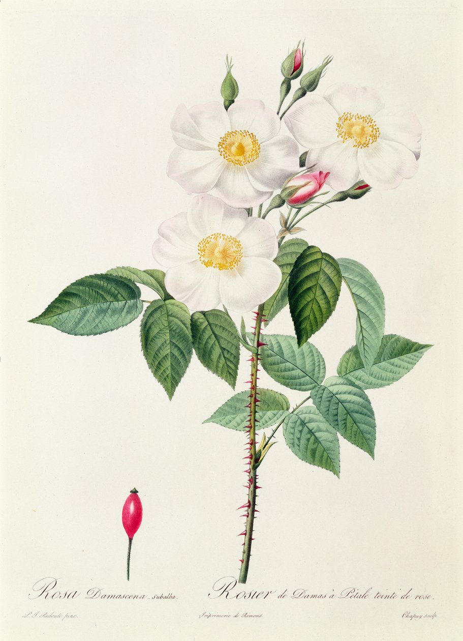 Rosa Damascena Subalba autorstwa Pierre Joseph Redouté